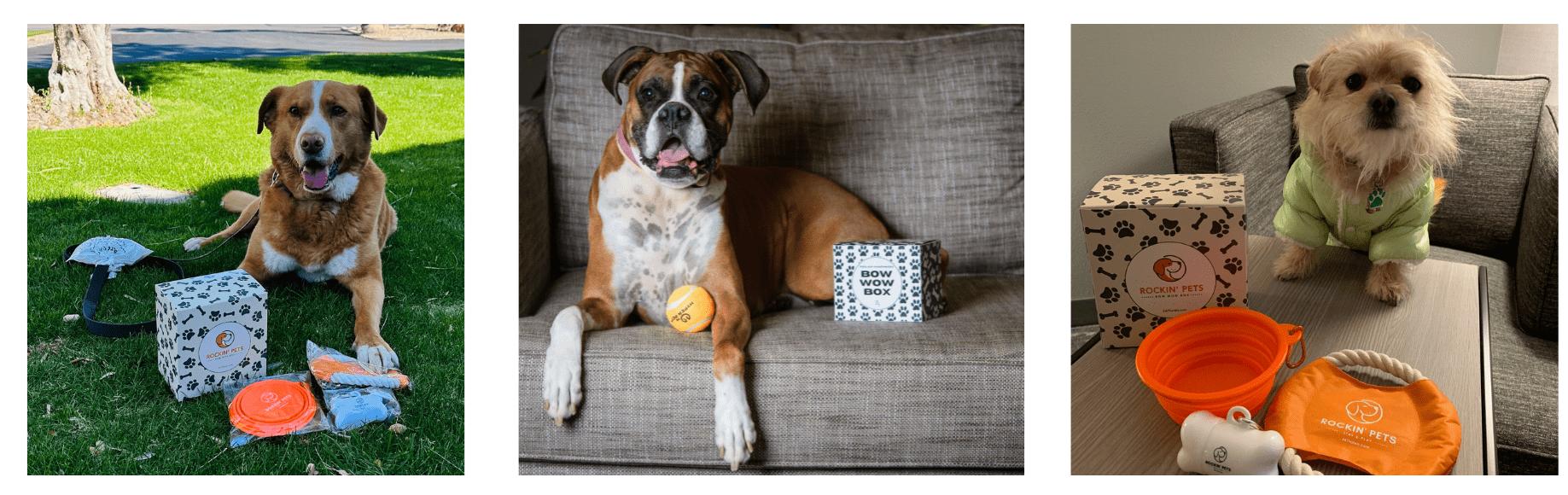 Three happy dogs with their welcome gift